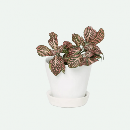 White Tika Ceramic Pot with Saucer 3"