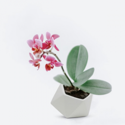 White Tilted Geometric Ceramic Planter 5"