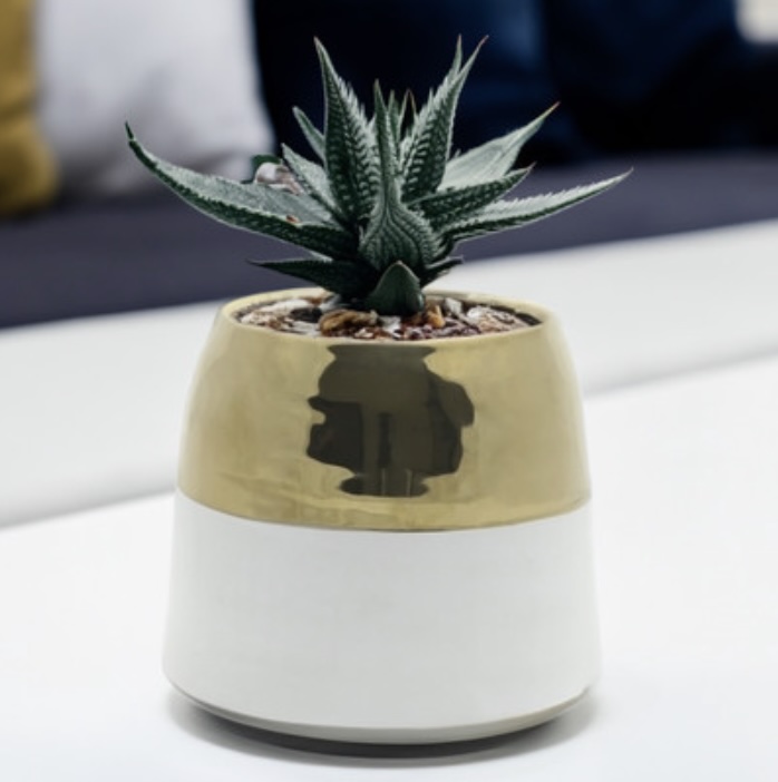 White Ceramic Pot with Gold Rim  6"