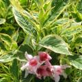 WEIGELA, VARIEGATED DWARF 2 GAL