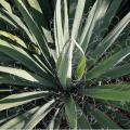 YUCCA, ADAMS NEEDLE 3-5 GALLON