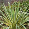 Bright Edged Yucca 3-5G