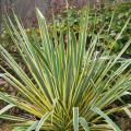 YUCCA, BRIGHT EDGE 3-5 GALLON