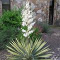 Color Guard Yucca 2G