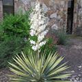 YUCCA, COLOR GUARD  2 GALLON