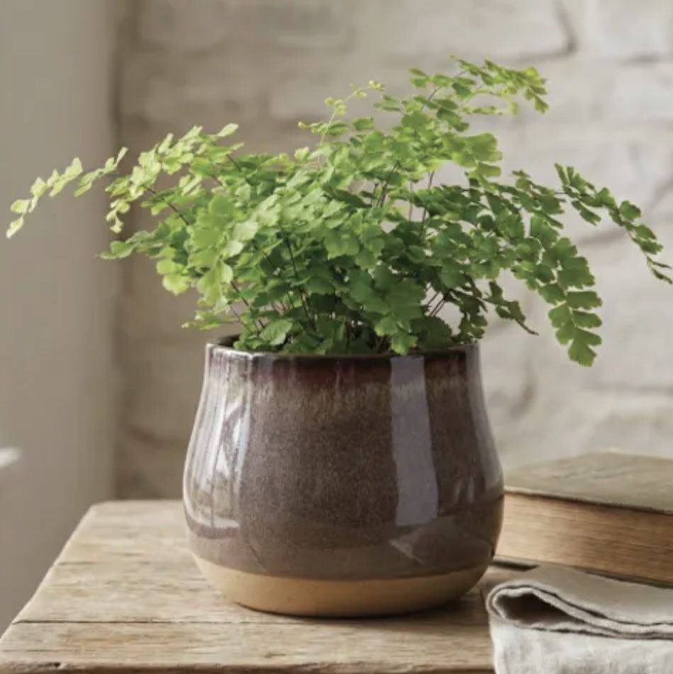 Sahara Self-Watering Pot � Cotton & Chocolate 6"