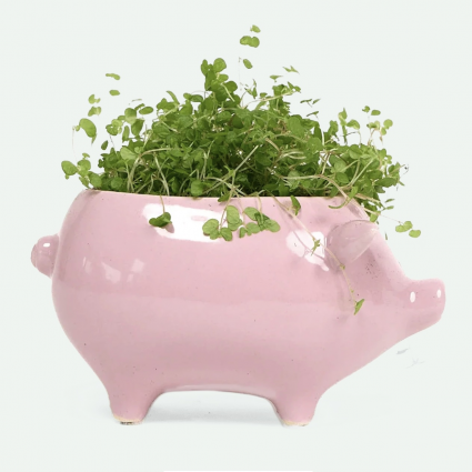 Pink Pig Ceramic Planter 5.5"