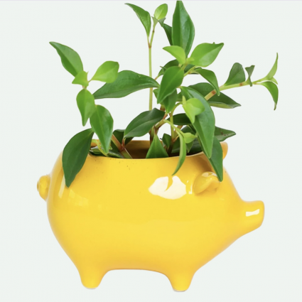 Yellow Pig Ceramic Planter 5.5"