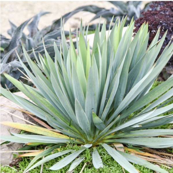 YUCCA (PERENNIAL DEPT)