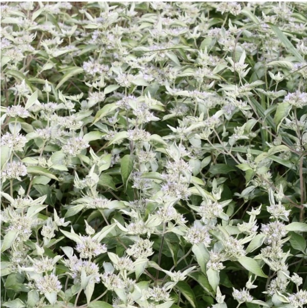 PYCNANTHEMUM/MOUNTAIN MINT