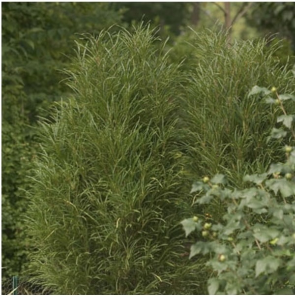 BUCKTHORN PROVEN WINNERS