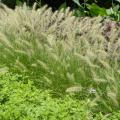GRASS, HAMELN FOUNTAIN DWF 1 G