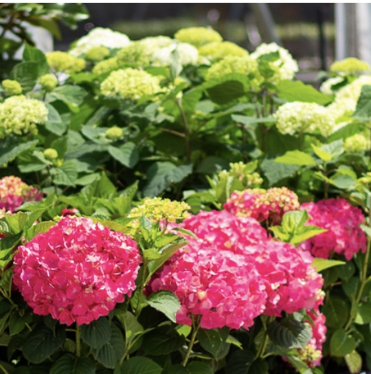 FLOWERING SHRUBS