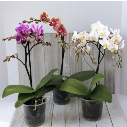 Phalaenopsis Orchid 3.5″