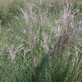 GRASS, LITTLE KITTEN 1 GALLON