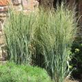 Northwind Switch Grass 2G