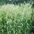 GRASS, NORTHERN SEA OATS 1 GAL
