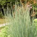 Prairies Blues Little Bluestem Grass 1G
