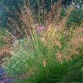 GRASS, PRAIRIE DROPSEED 3-5 GAL