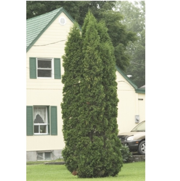 Skybound Arborvitae 6'