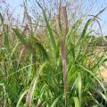 Shenandoah Switch Grass 2G