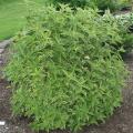 WEIGELA, FRENCH LACE 2 GALLON