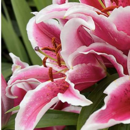 Stargazer Oriental Lily 1G