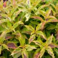 WEIGELA, MY MONET SUNSET 2 GAL