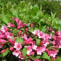 WEIGELA, MINUET 2 GALLON