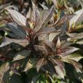 WEIGELA, MIDNIGHT WINE 2 GALLON