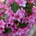 Sonic Bloom® Pink Weigela 2G