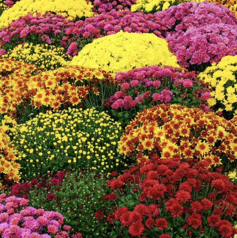 Colorful Fall Mum 5"