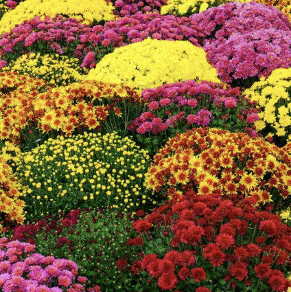 Colorful Fall Mum 5"