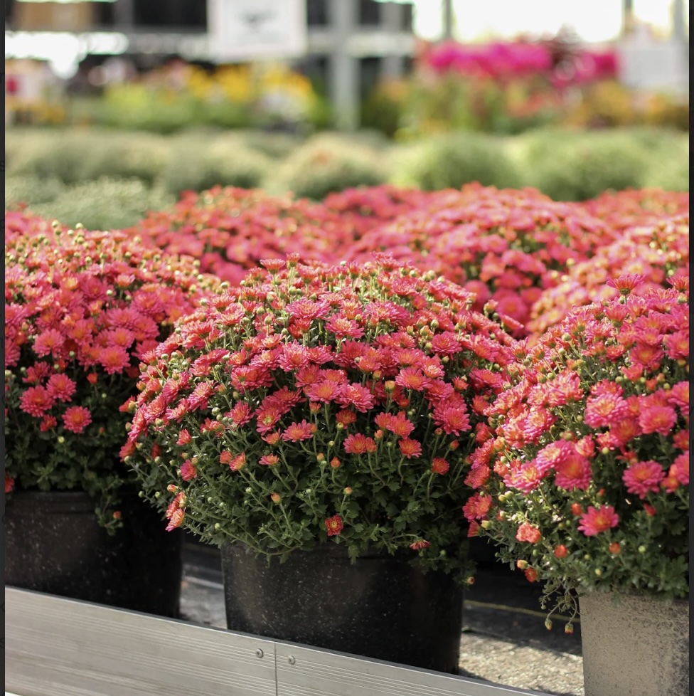CHRYSANTHEMUMS
