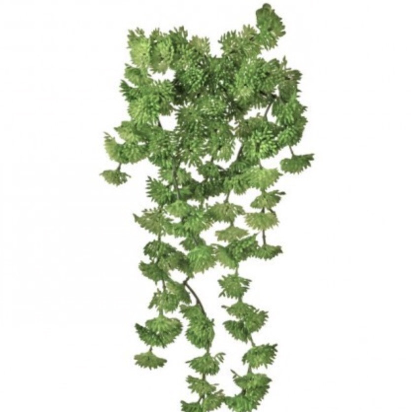 Green Hanging Sedum Pick 10″