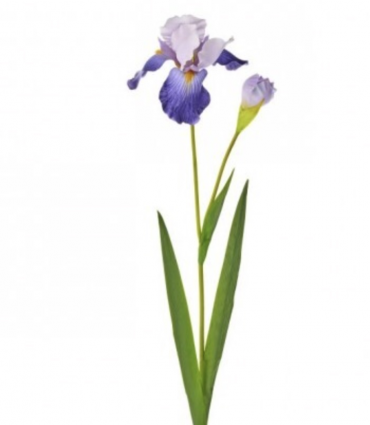 Blue Bearded Iris with Bud Stem 37″