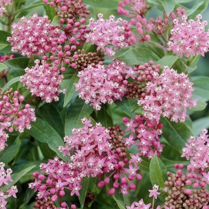Asclepias Incarnata 1G