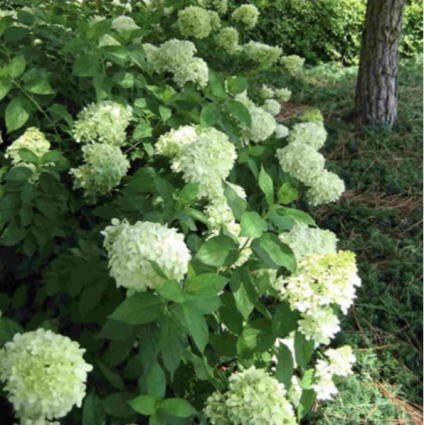 Limelight Hydrangea Tree 10G