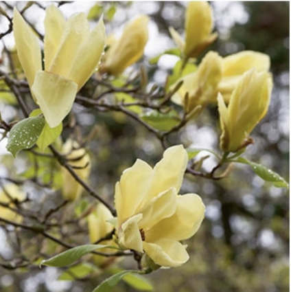 Butterflies Magnolia 15G