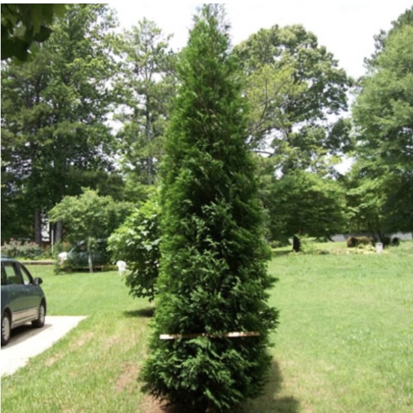 American Pillar Arborvitae 15G