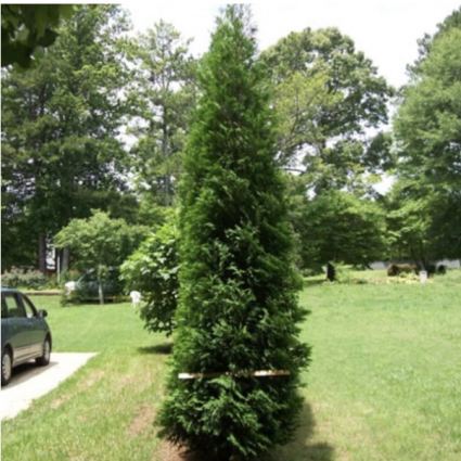 American Pillar Arborvitae 15G