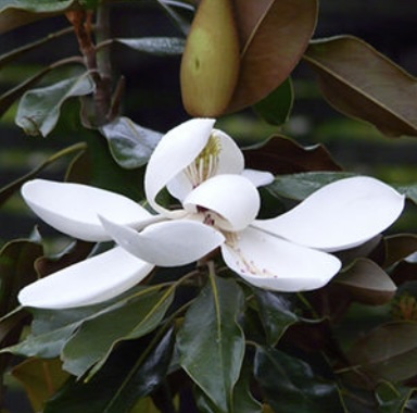 Kay Parris Magnolia 7G