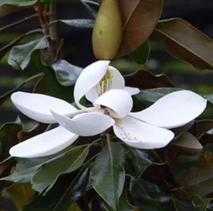 Kay Parris Magnolia 7G