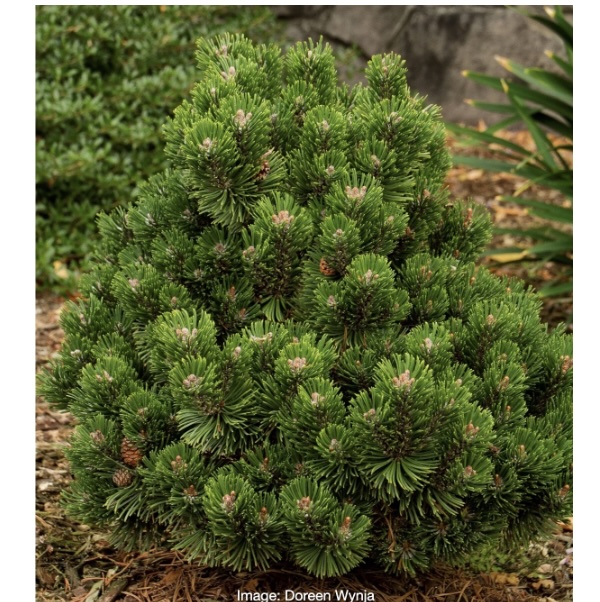 Sherwood Compact Mugo Pine 7G