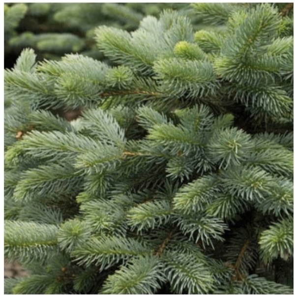 Baby Blue Eyes Spruce 15G