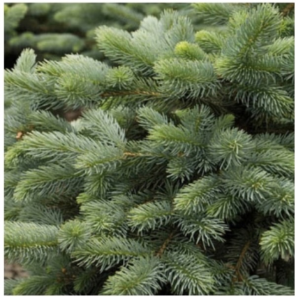 Baby Blue Eyes Spruce 15G