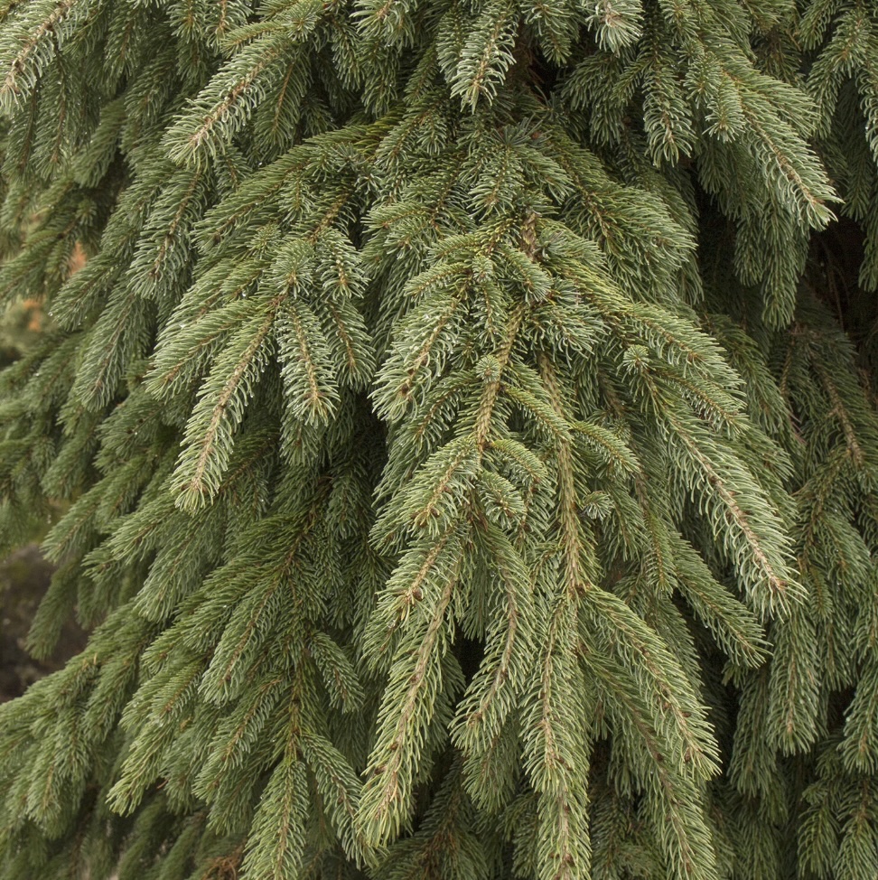 Weeping White Spruce 7G