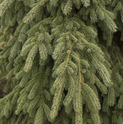 Weeping White Spruce 7G