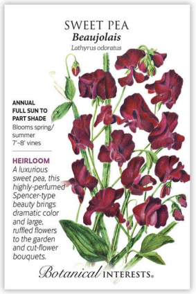 Beaujolais Sweet Pea Seeds