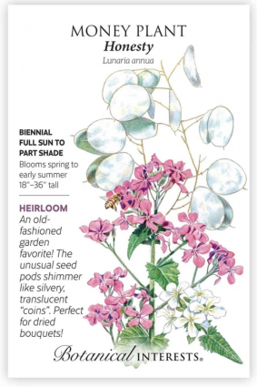 Honesty Money Plant Seeds